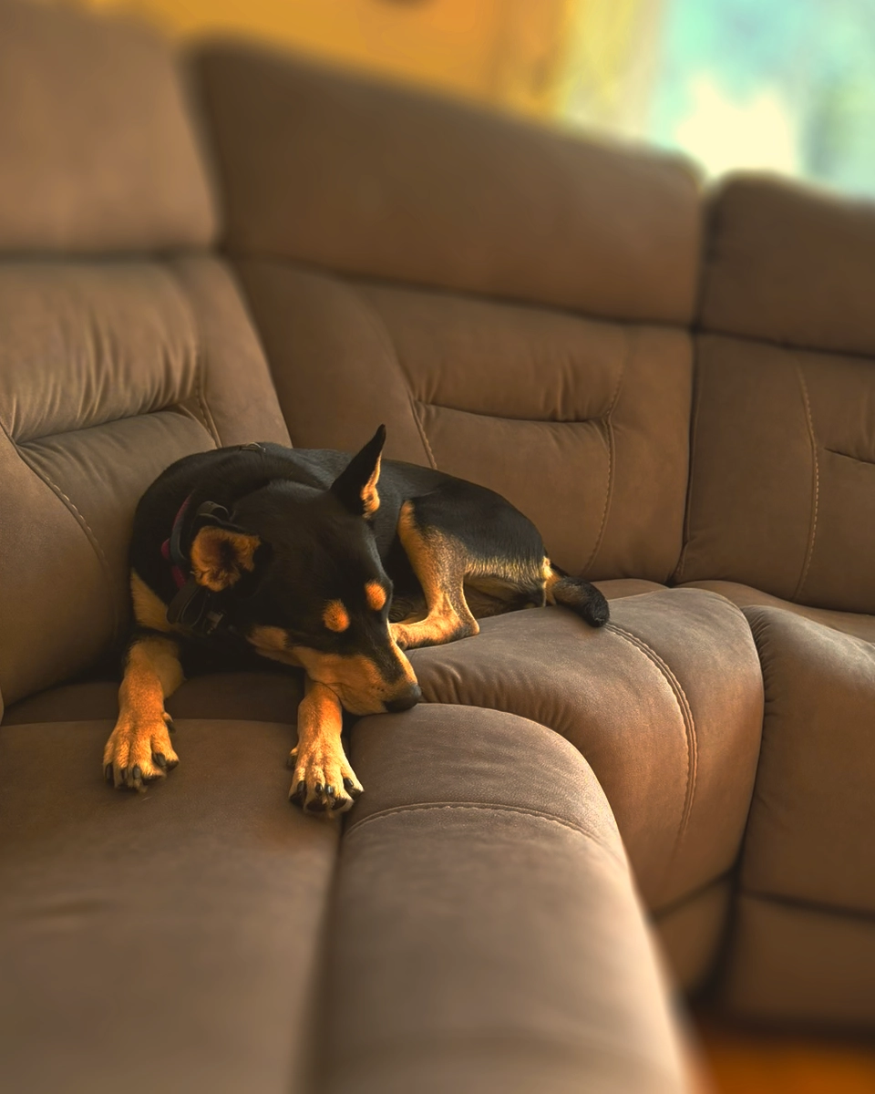 Late afternoon interior. A satisfied dog resting on a wool-blanketed bed, tired in the best way after a day with the pack. Soft window light, warm tones, a sense of completion.